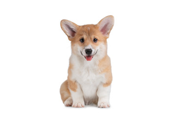 Cute smiling Pembroke pup Welsh Corgi sits on white isolated background