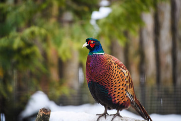 Birds - Common Pheasant (Phasianus colchicus)