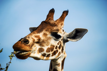 Portrait of a curious giraffe on a background of blue sky