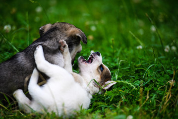 puppies playing on green grass