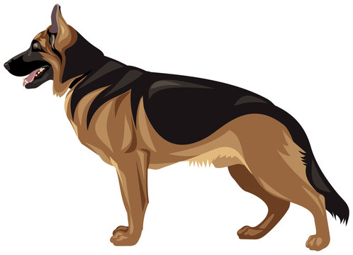 German shepherd dog breed realistic color vector illustration from the dog show sign symbol set