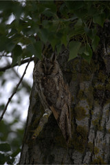 Waldohreule am Baum
