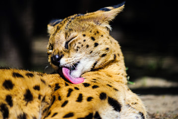 serval cat