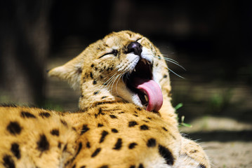 serval cat