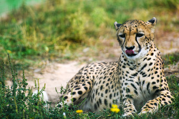 close-up of a beautiful cheetah