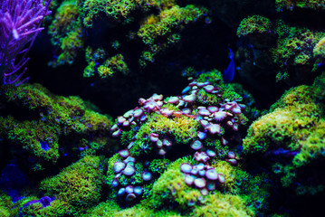 Underwater, Underwater World, Coral Reef