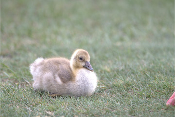 Gänse Küken