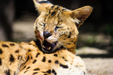 Serval wild cat
