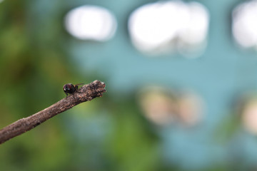 dragonfly on blade of grass