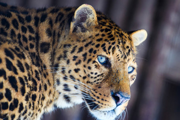 leopard portrait