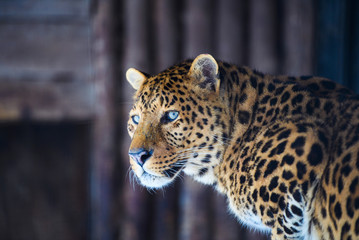 leopard portrait