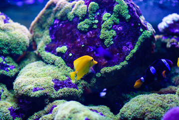 Wonderful and beautiful underwater world with corals and tropical fish.