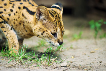 Serval wild cat