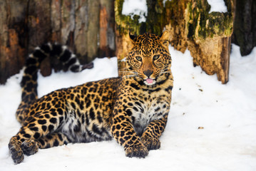 leopard portrait © The Len
