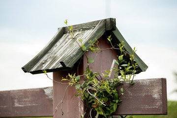 birdhouse on tree - fence ivy and sky roof