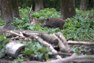 Wildschwein im Wald