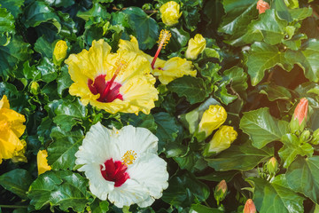 Beautiful of colorful hibiscus flowers in public garden at Ho Chi Minh City, Vietnam.