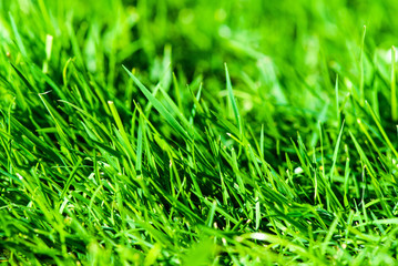 green grass