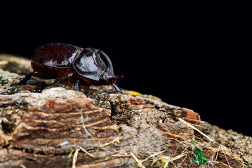 Rhino beetle