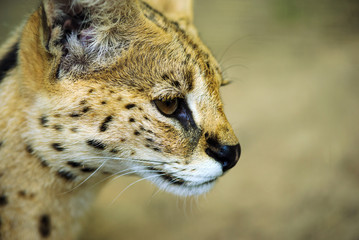 Serval wild cat