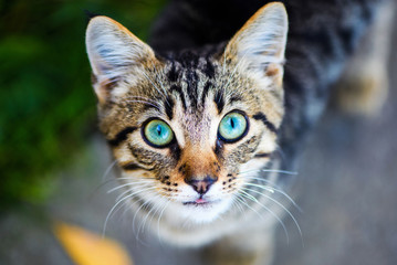 cat with amazing eyes