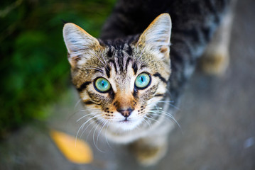 Cute cat on green grass
