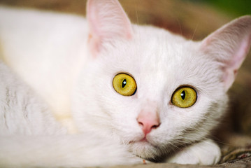 white cat
