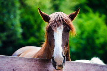 Beautiful horse