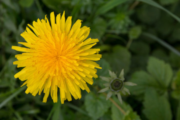 Dandelion in grass. Beautiful yellow dandelion in grass