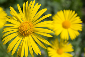 Closeup of yellow flower. In green background, beautiful flowers, green