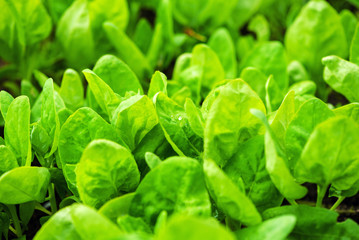 spinach leaves in the garden