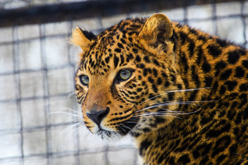 leopard portrait