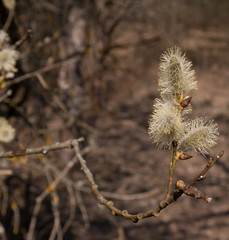 Willow branches with buds. Spring background. First flowers.