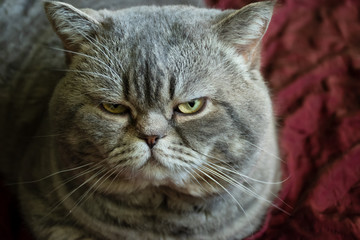 Grumpy british shorthair cat in red background