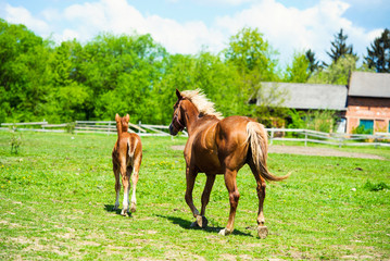 Fototapeta premium Arab racer runs on a green summer meadow