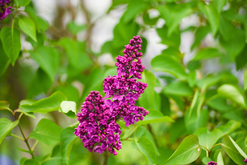 Branch of lilac flowers with the leaves