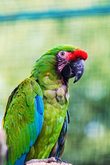 colorful parrot
