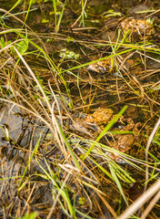 Anura frog in Hungarian nature 