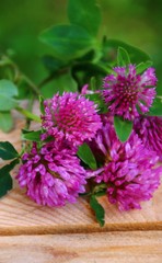 rotklee  Trifolium pratense   heilkunde
