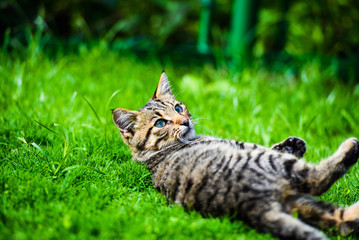 Obraz premium Cute cat on green grass