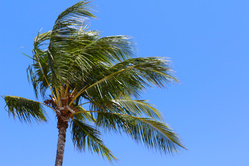 Palm leaves and blue sky and on a sunny, windy day. Palm hi-res stock photo