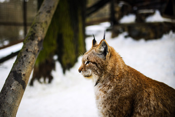 lynx portrait