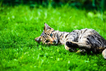 Cute cat on green grass