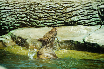bear cub playing in water