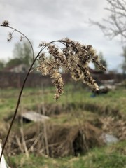 Grass