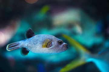 puffer fish