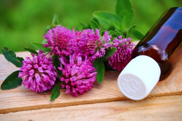  homöopathie  mit rotklee     Trifolium pratense