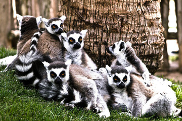 grupo de  lemures