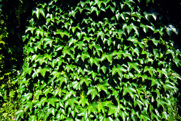 Fototapeta na wymiar background with green leaves