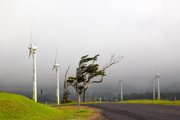 Wind blown tree and Wind energy turbines at Windy Hill near Ravenshoe on the Atherton Tablelands in Tropical North Queensland, Australia